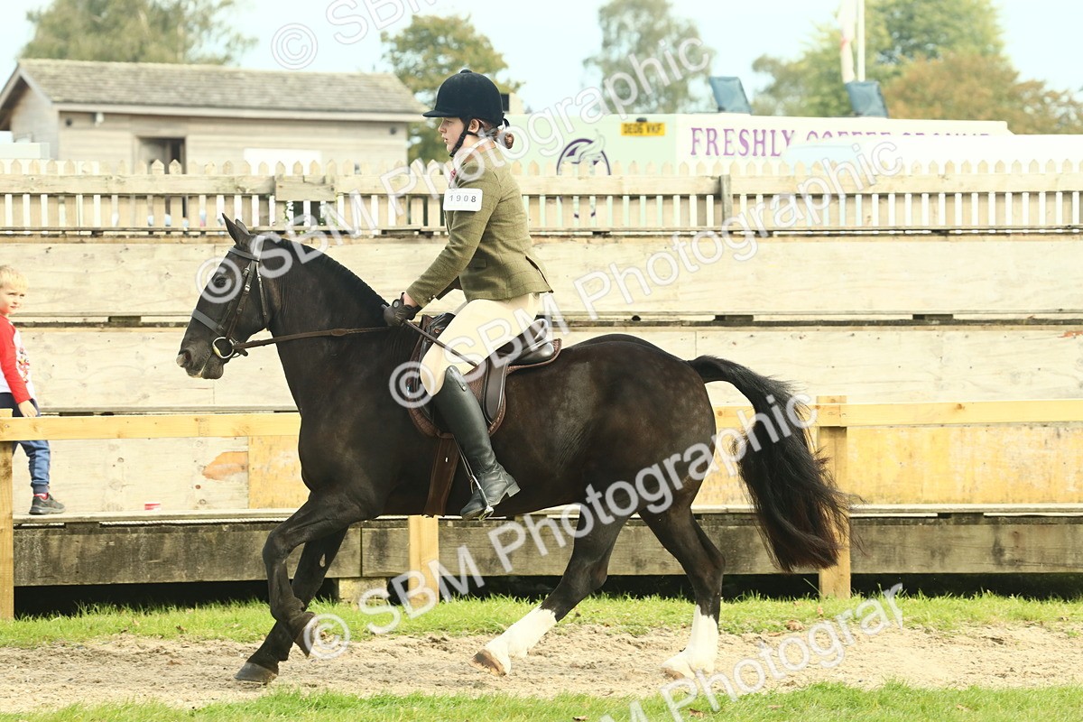 SBM_68255 - S58 - Mini Show Cob Ridden