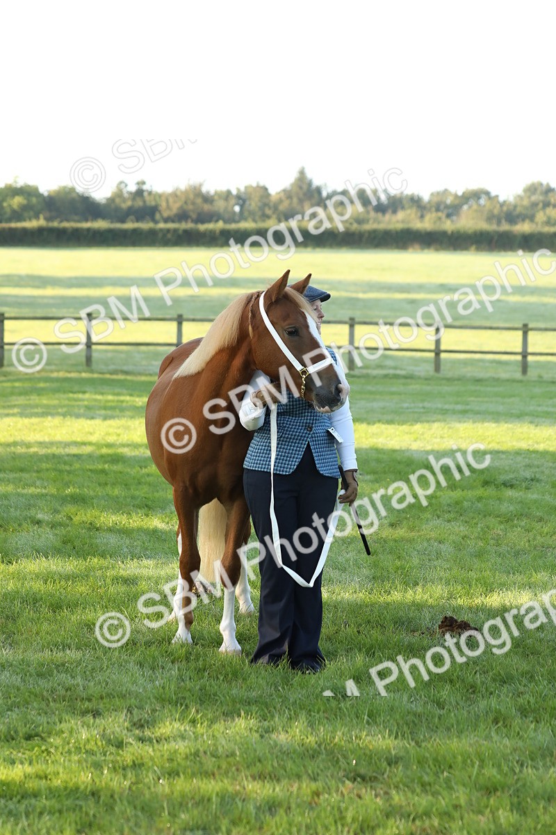 SBM_57850 - S42 - Youngstock