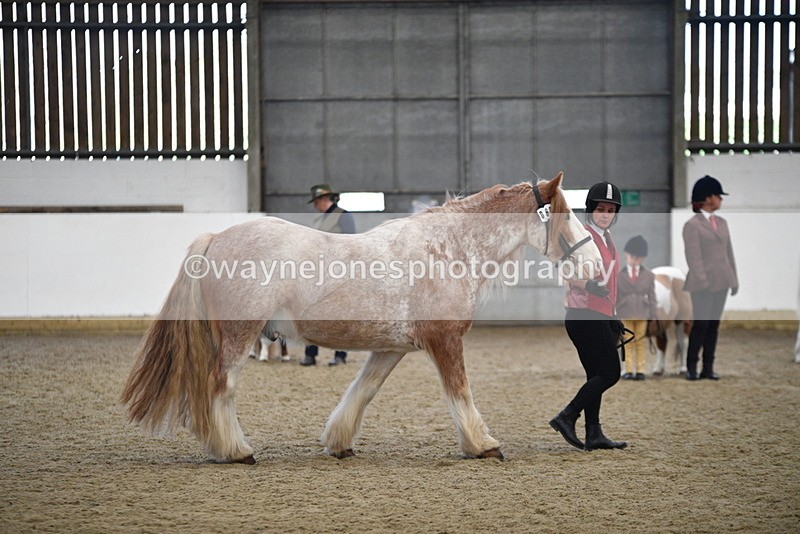 WJ5_4751 - Class 7 In hand coloured / odd coloured