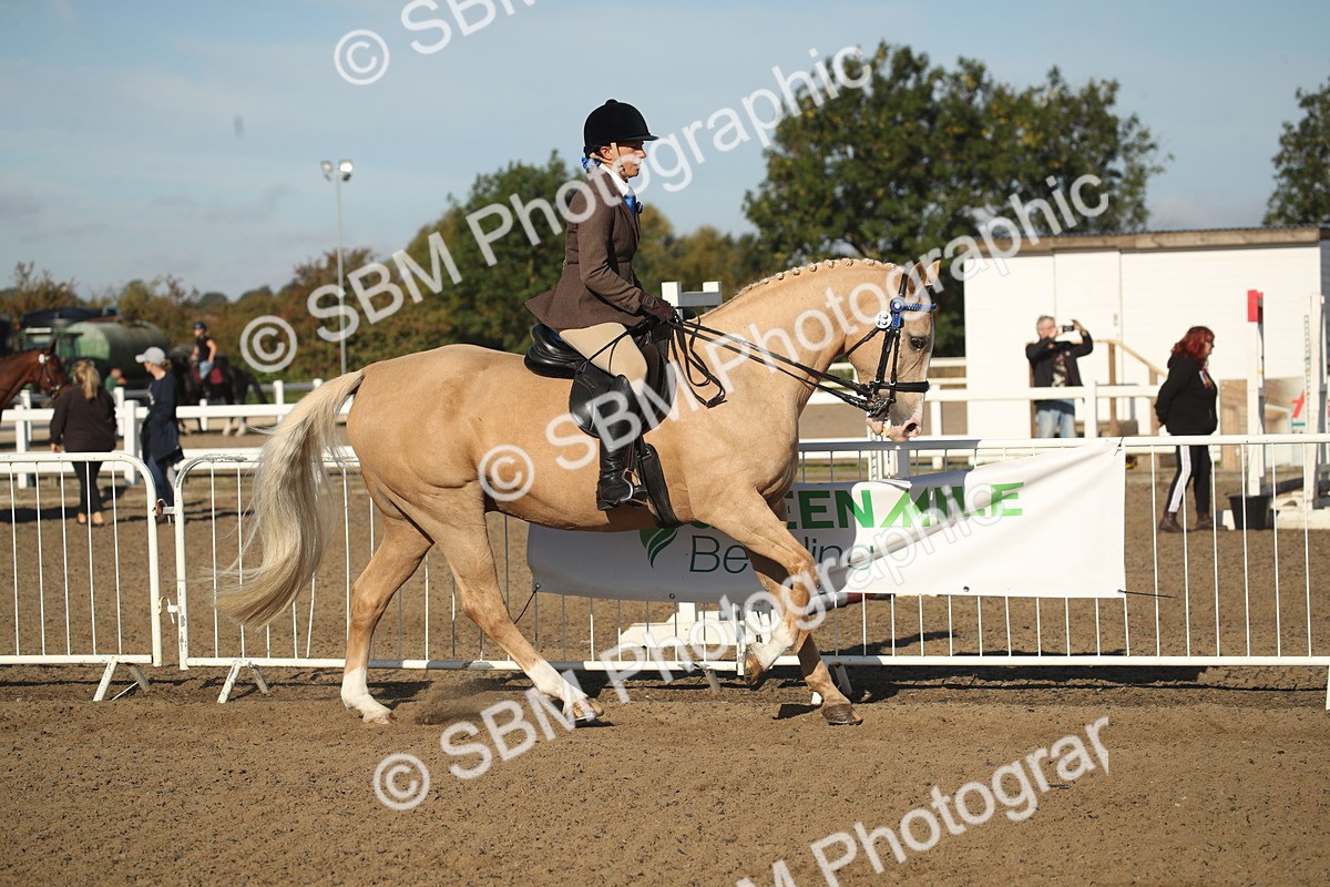 SBM_11312 - Class 501 -Riding Club Pony