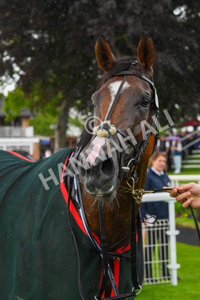 190523-Race 2-Sounds Of Heaven-0385 - Race 2 2.25pm Oaks Farm Stables Fillies' Stakes