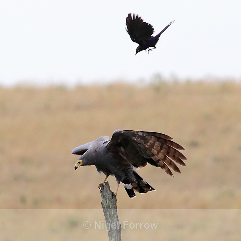 African Harrier-hawk being mobbed by a Starling - African Harrier-hawk