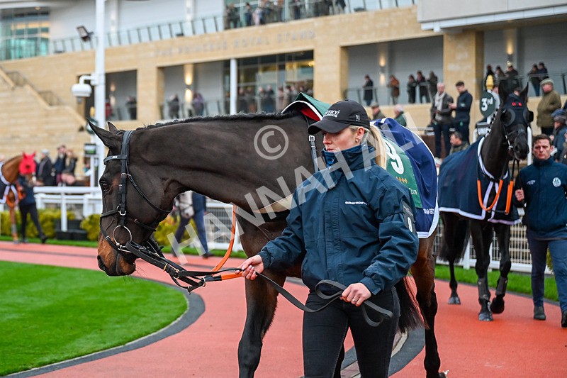 131224-Race 6-Arizona Cardinal-9953 - Race 6