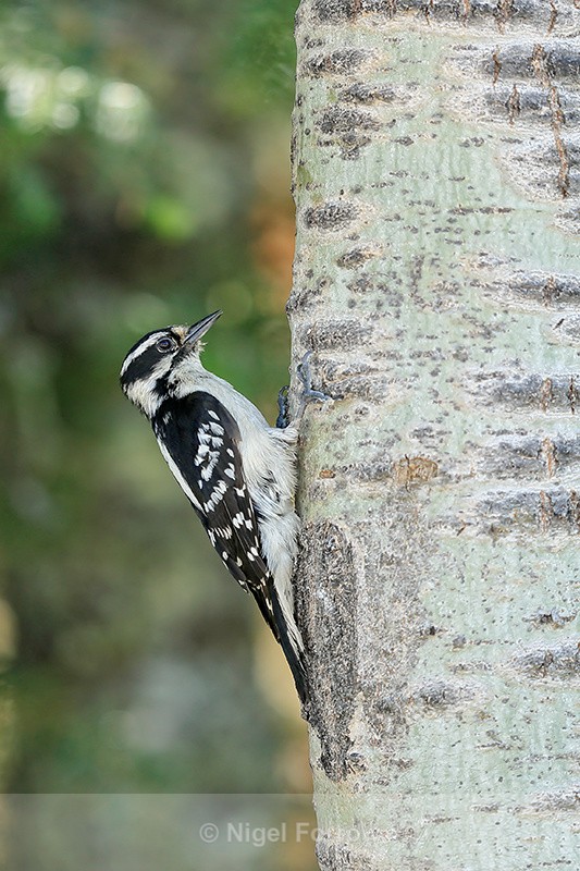 Downy Woodpecker (female), Minnesota, USA - Downy Woodpecker