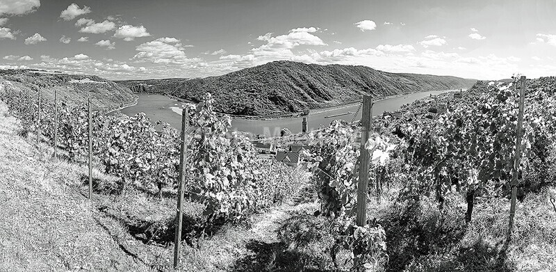  - Vineyards & Vines / Weinberge & Reben