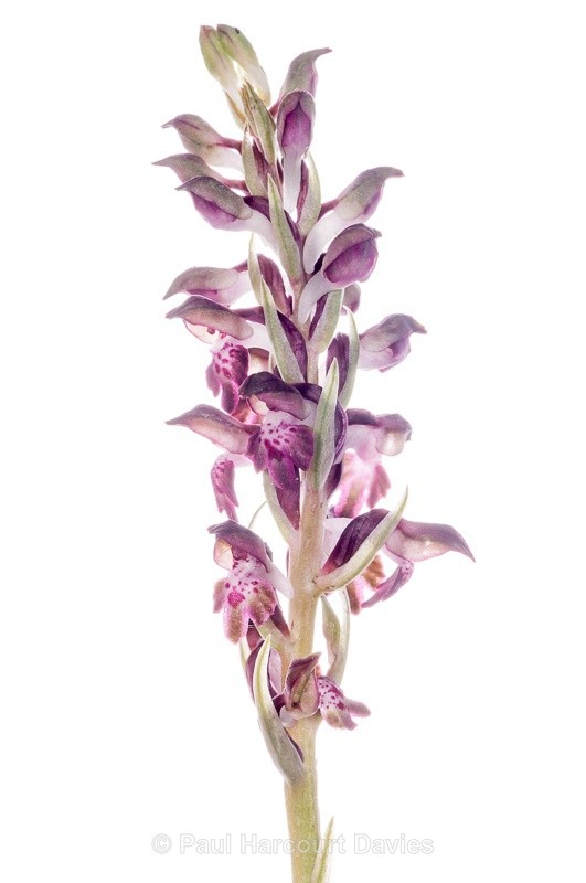  - WB: Orchids - Orchis