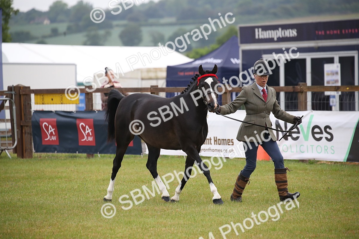 SBM_00050 - Class 17-20 - Arab & Part Bred - Anglo Arab In Hand