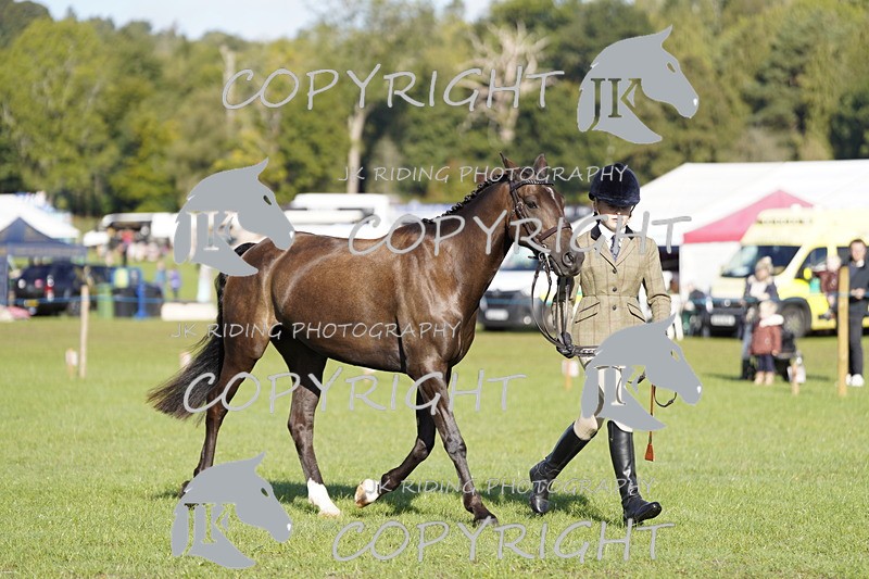 _DSC9516 - Class 8 & 17 Ridden Hunter & Ridden Hunter Pony