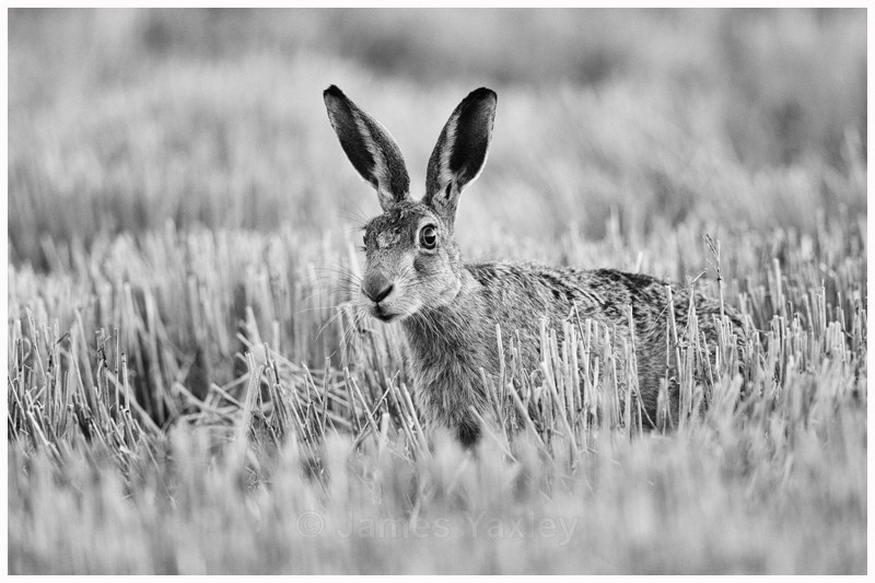 Brown Hare in Black and White - Nature in Black & White