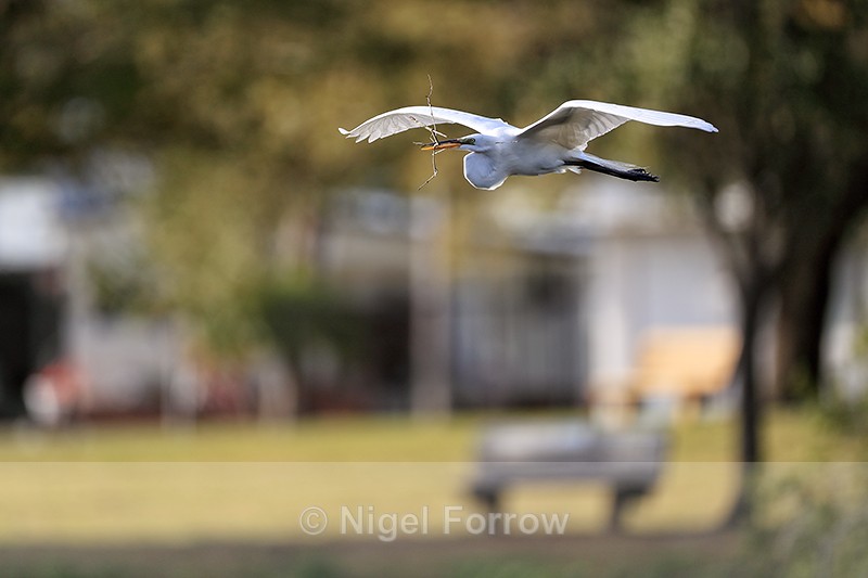 Great Egret flying, residential background - Venice Rookery, Florida - Great Egret