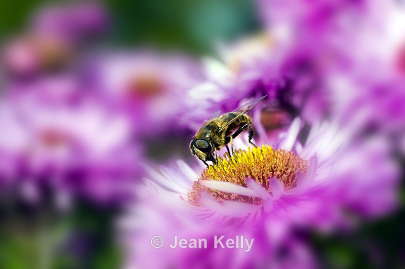 Hoverfly - 7059 - Insects