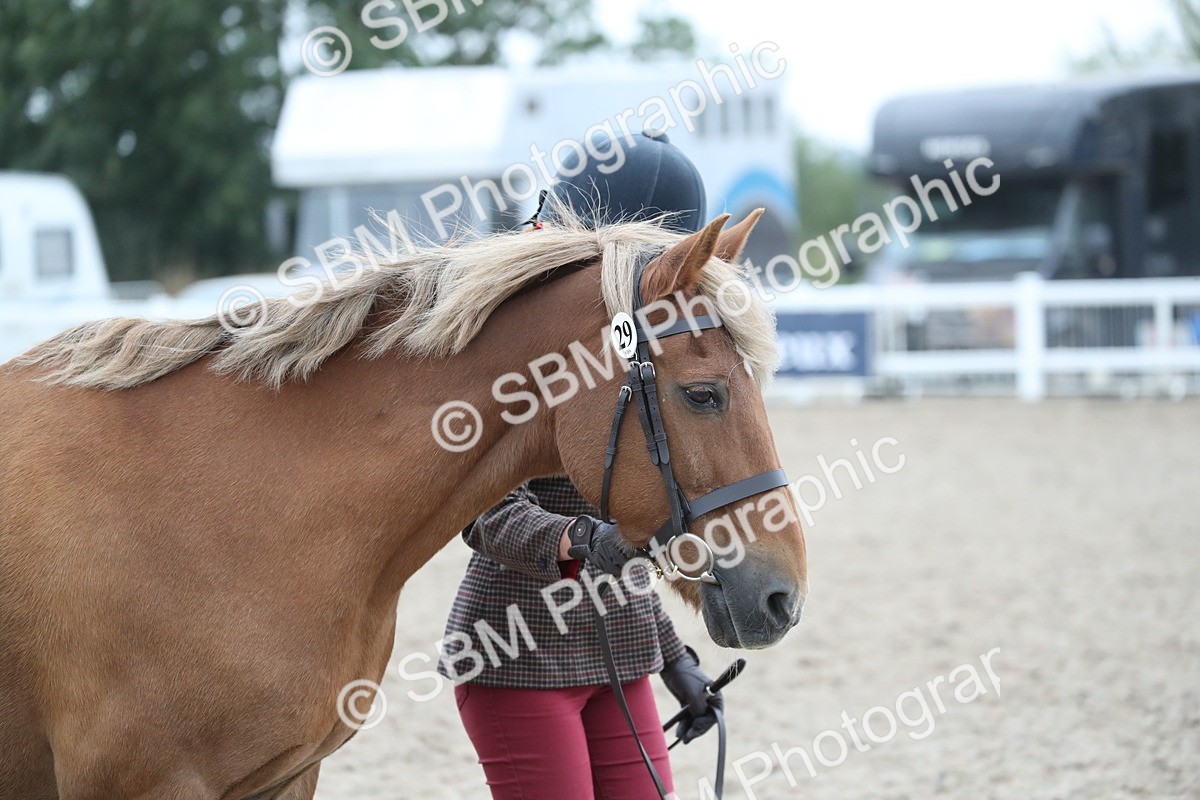 SBM_18274 - Class 318 IH Part bred Horse/Pony