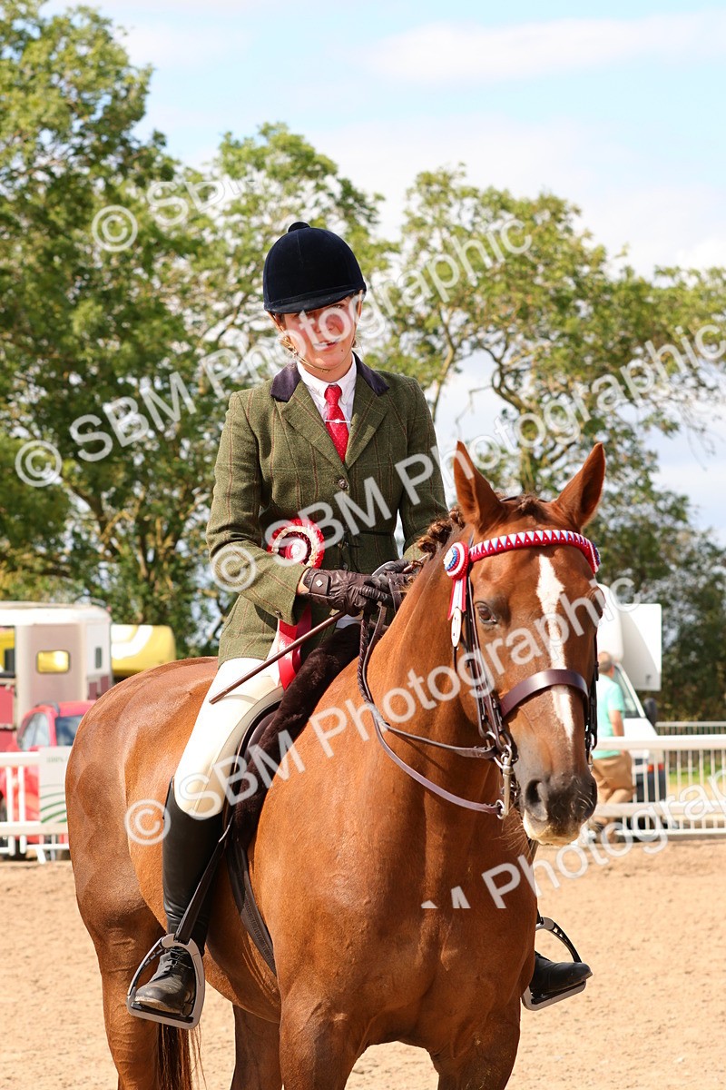SBM_14172 - Class 213 - Ridden Hack Riding Horse