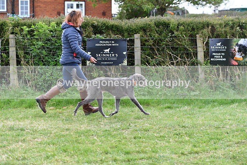 WJ5_9126 - Class 1 Best Cross Breed / Heniz 57