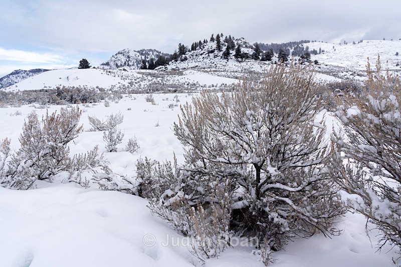 Lamar Valley - Yellowstone