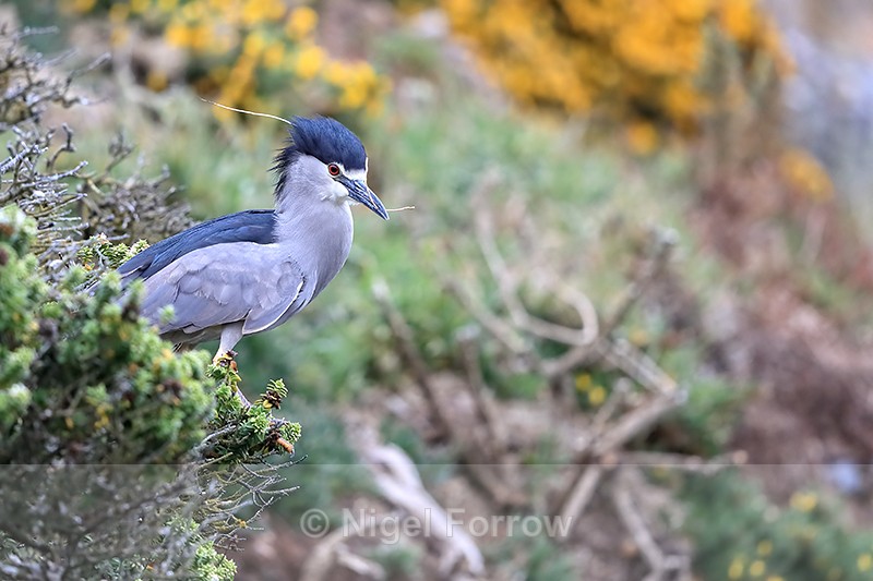 Black-crowned Night-Heron perched on bush, Carcass Island, Falklands - Black-crowned Night-Heron