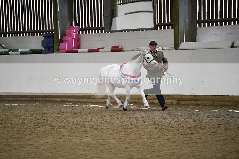 WJ5_5857 - Morning in hand Championship