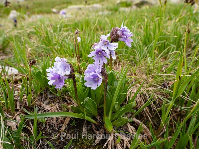Sticky primrose (Primula glutinosa - Wild Flowers