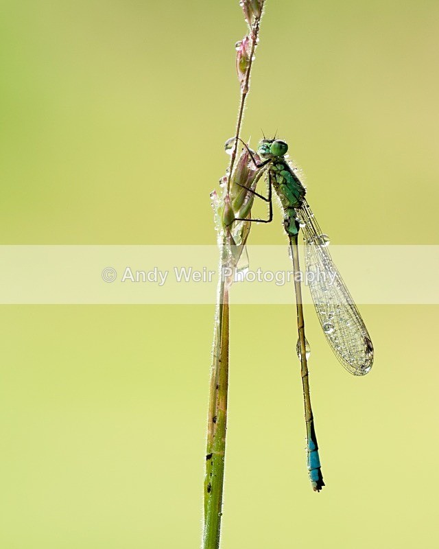 20080627- 058 - Dragonflies & Damselflies