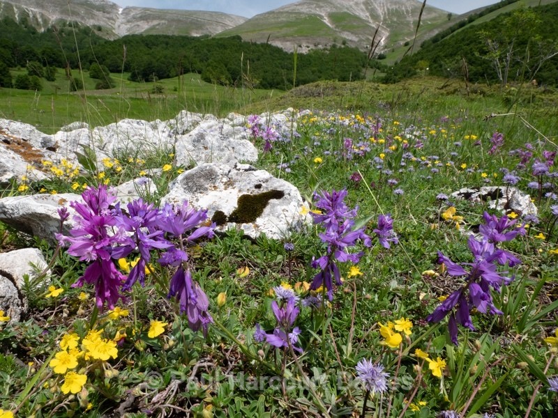 Greater Milkwort ( Polygala major) - Flowers in the Landscape - 2