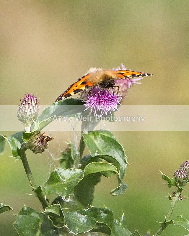 20110917-_MG_6809 - Butterflies & Moths