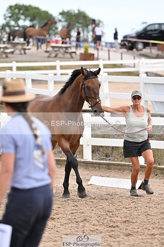 250716-145926-01586 - Trot Up 2.30 to 3.30