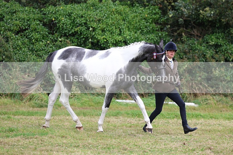 3E7A5487 - Class 20: Sports Horse In Hand