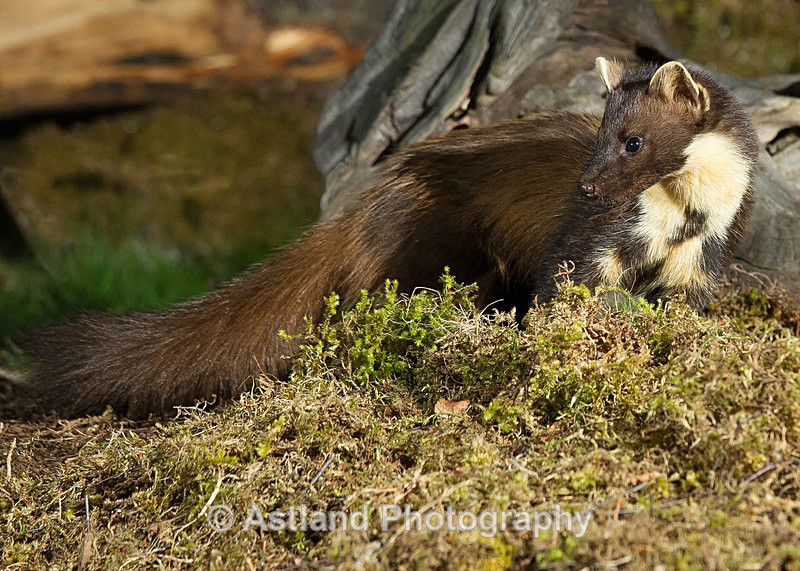 Astland Photography, Bird and Wildlife Images, Susan and Peter Wilson, U.K.