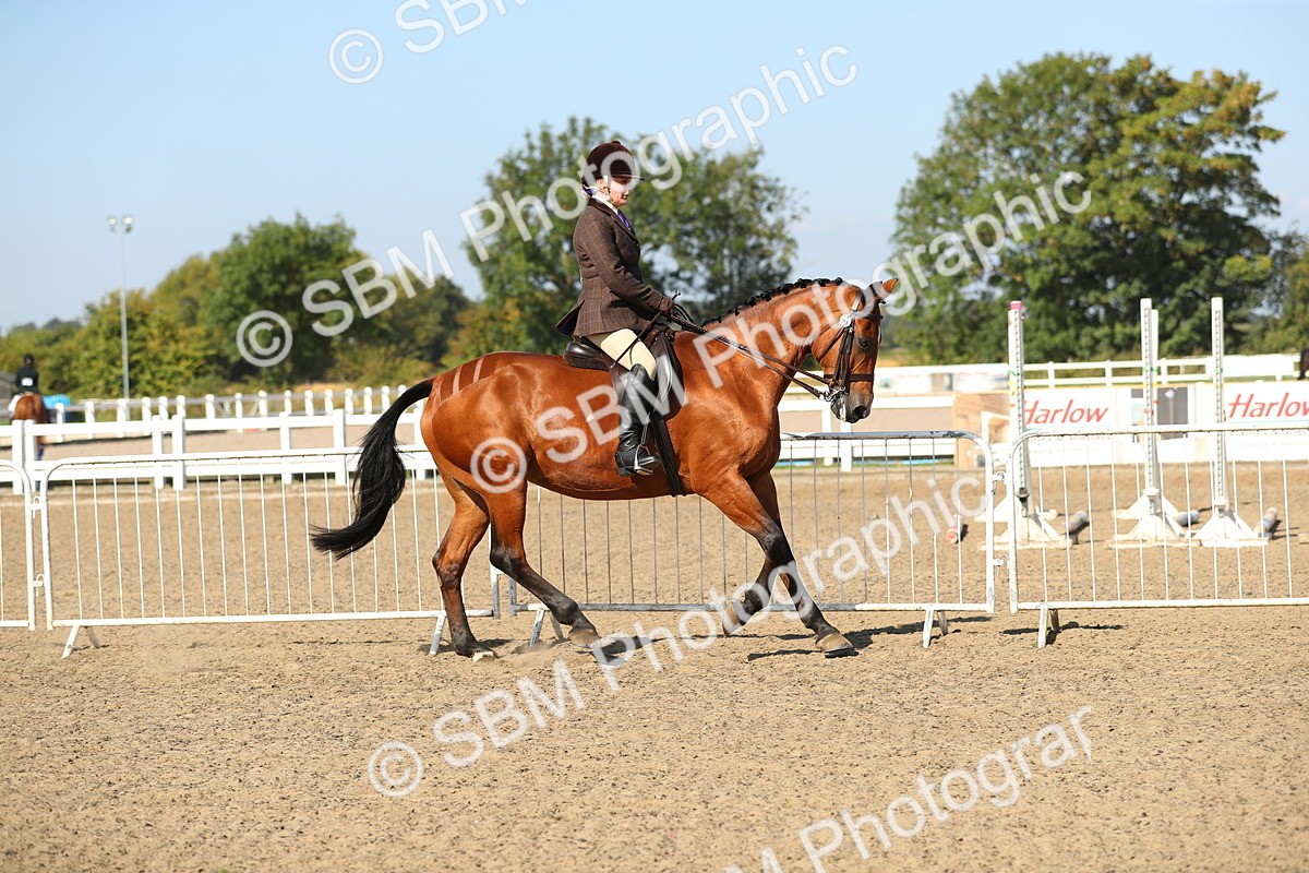 SBM_02230 - Class 43 Ridden Competition Horse/Pony