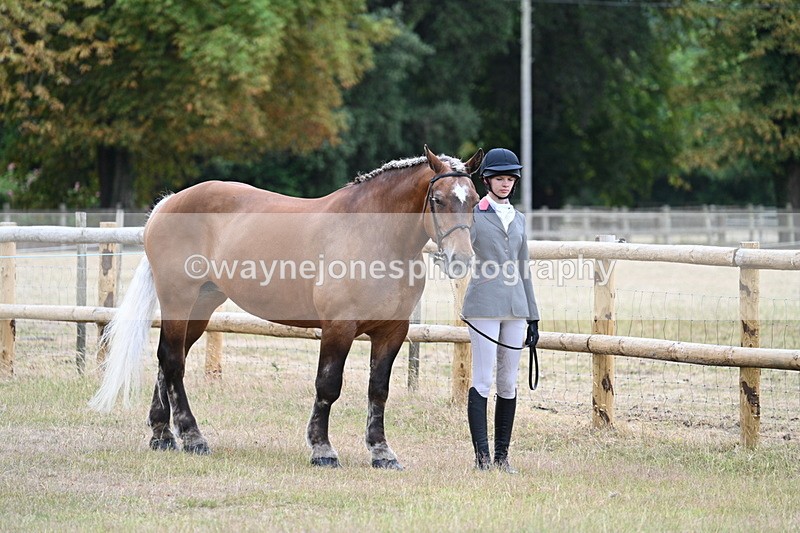 WJ7_8892 - Class 4a Prettiest Mare 14.2hh and over