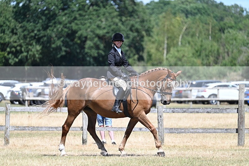 WJ7_2998 - Class 7 Riding Club Show Horse