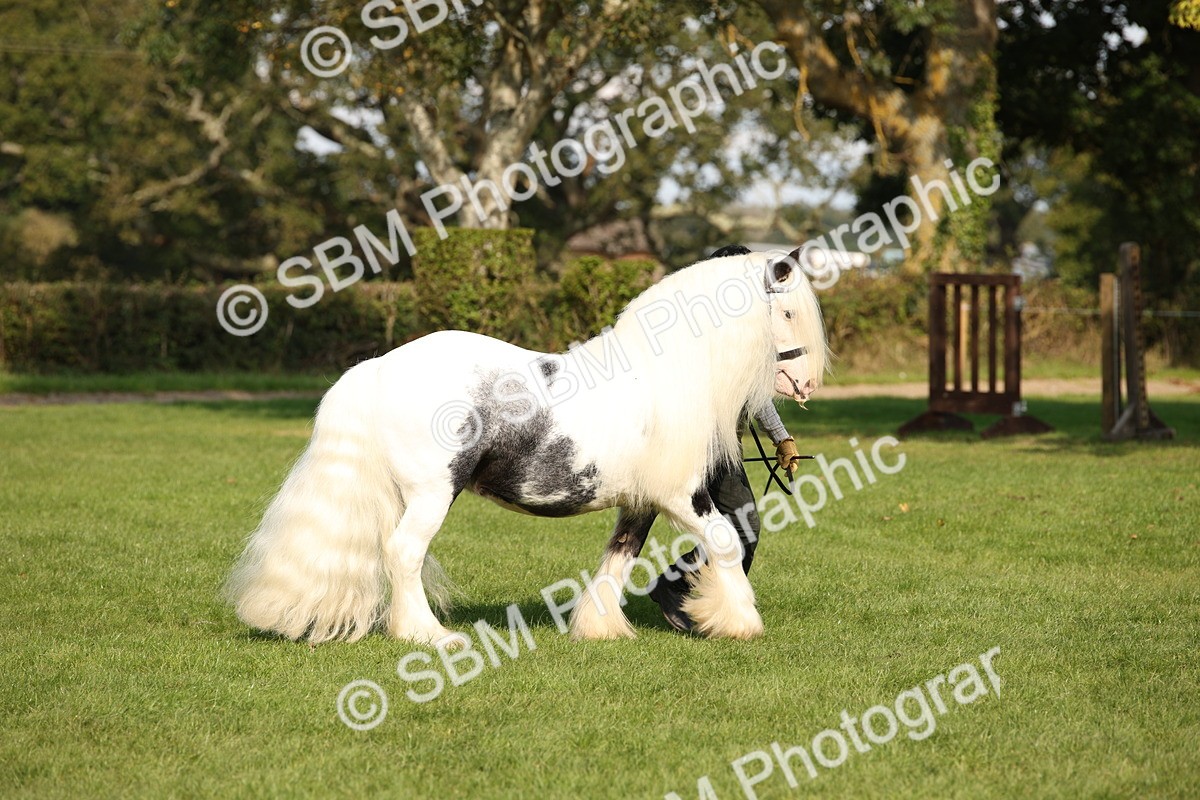 SBM_62220 - S55 - Traditional Cob In Hand