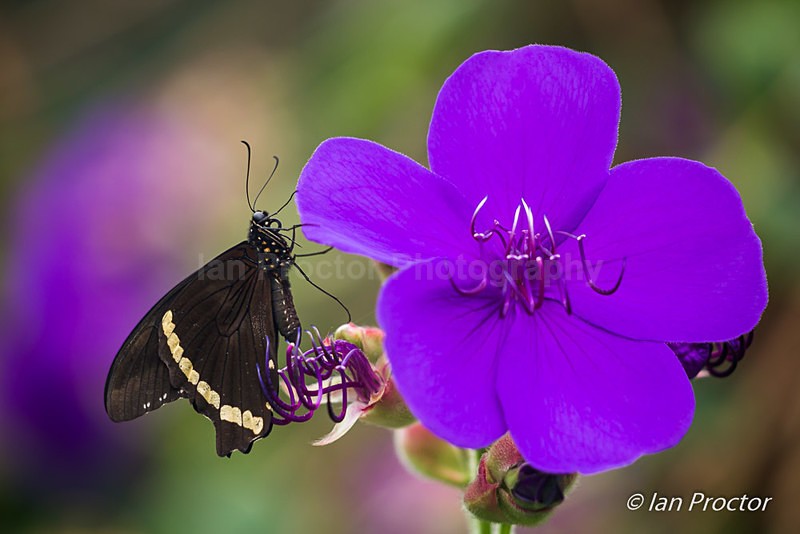 Swallowtail Butterfly - Nature