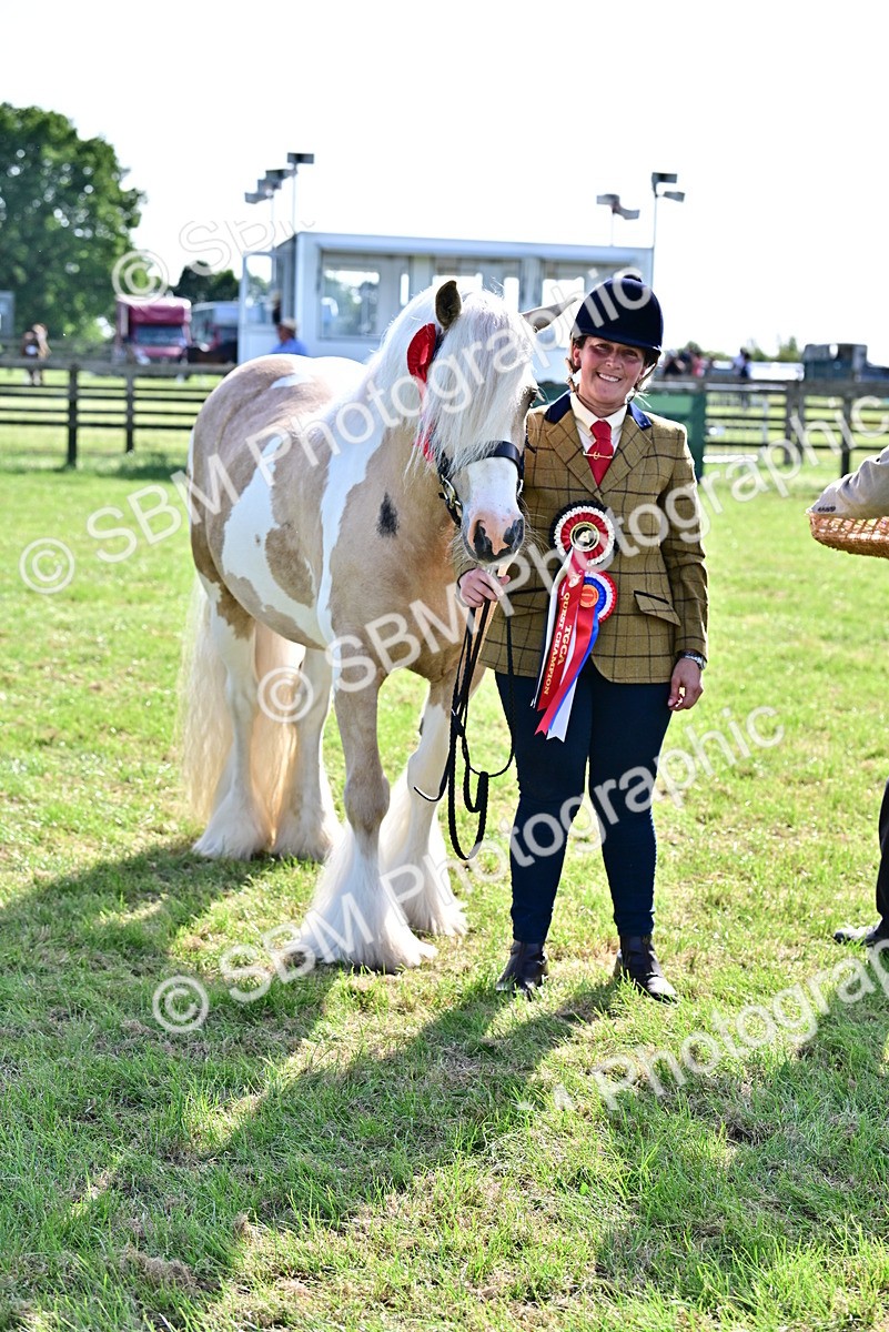 SBM_10165 - Class 63-65 - Traditional Gypsy Cobs In Hand & Ridden