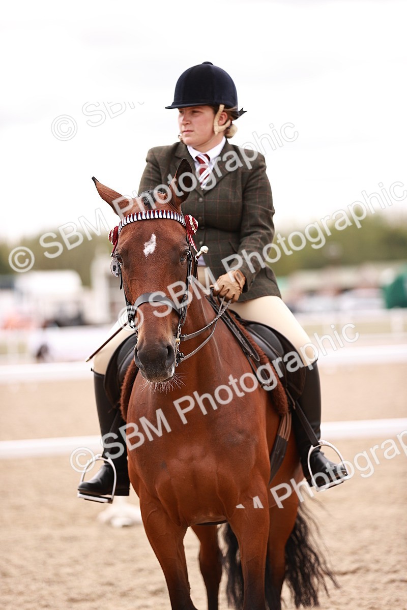 SBM_16117 - Class 411 - Prettiest Mare - (IH or Ridden Adult)