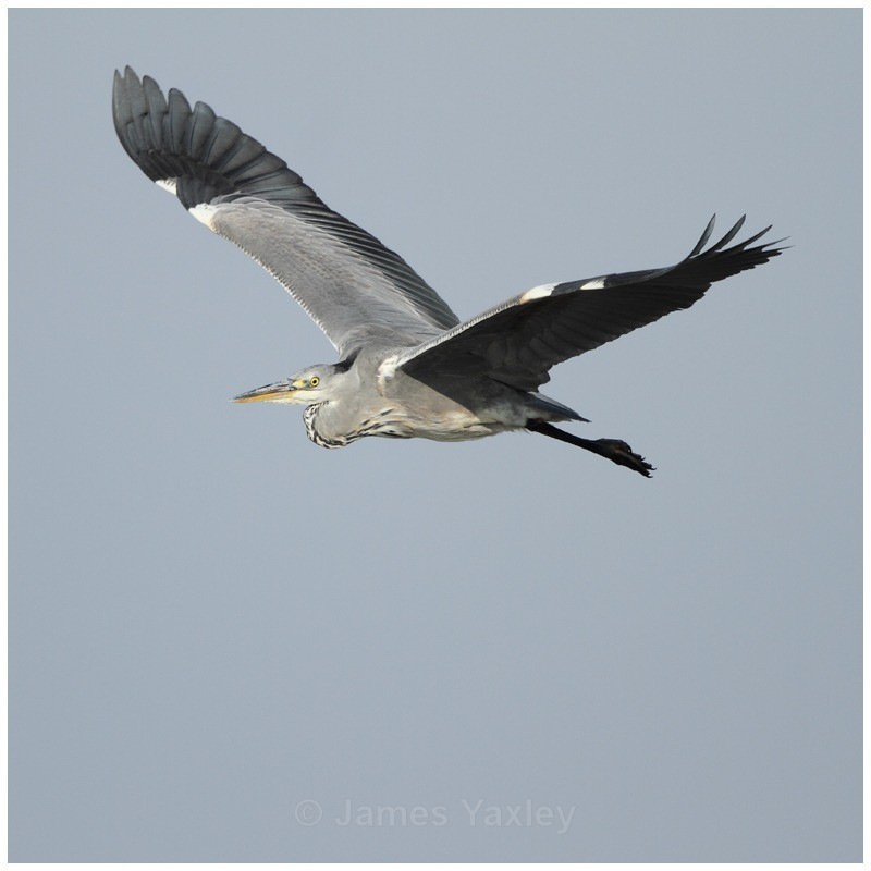 Heron in Flight 2 - River Scrape & Lake