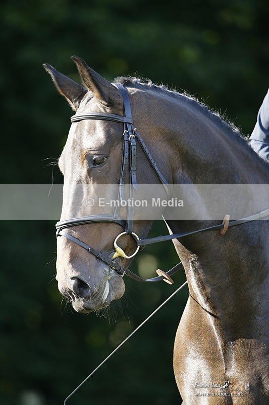 BVRC 120921 149 - Bourne Valley Riding Club UA Dressage & Show Jumping 12/09/21