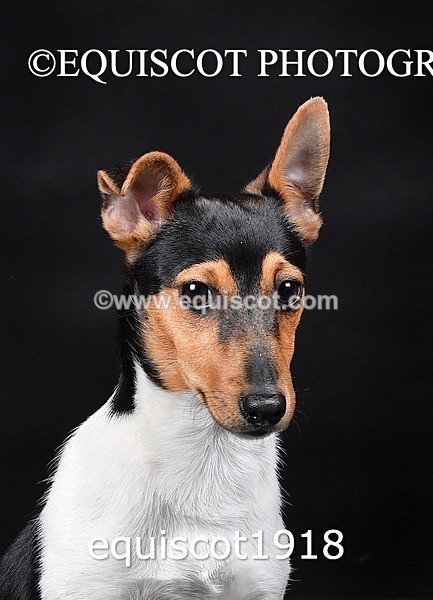 equiscot1918 - MARIS & CHIP