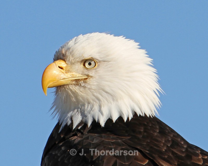  - Bald Eagles