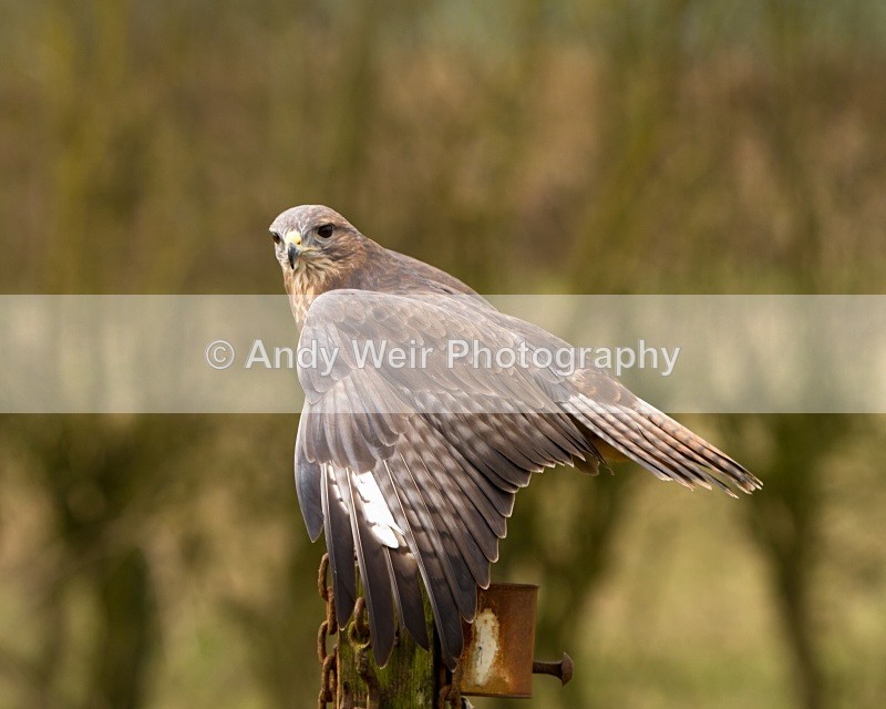 20110312-IMG_2001 - Common Buzzard