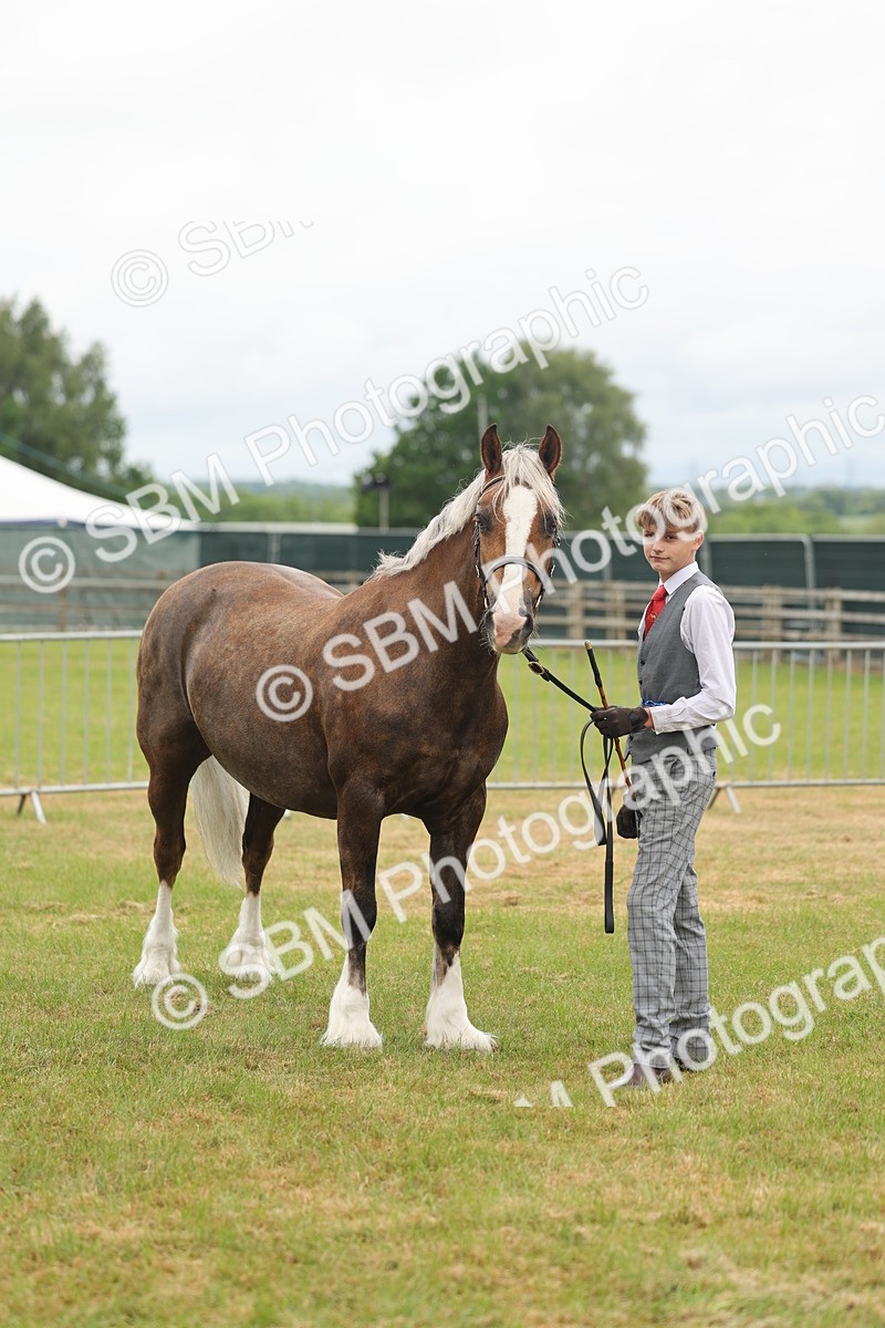 SBM_04924 - Class 50-57 - M&M Welsh Pony In Hand