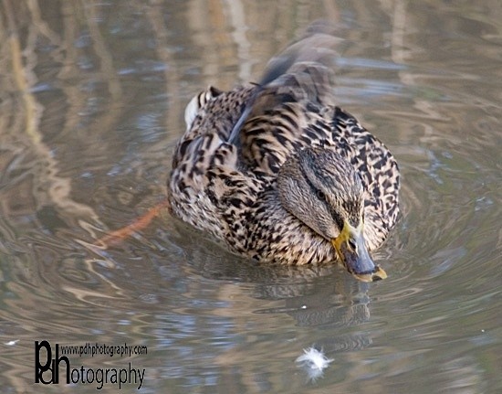 ChewLake_duck-1-0161 - Natural World Birds
