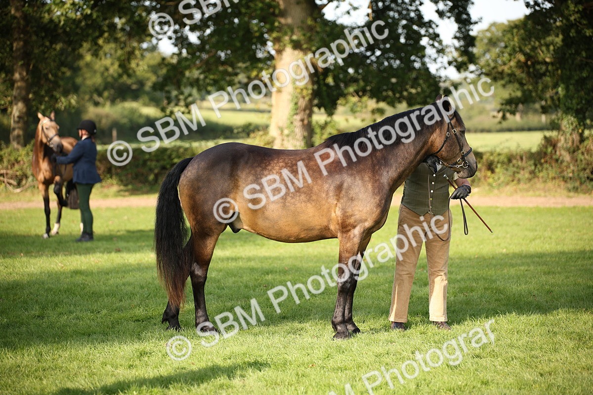 SBM_59377 - S52 - Other Coloured Horse In Hand