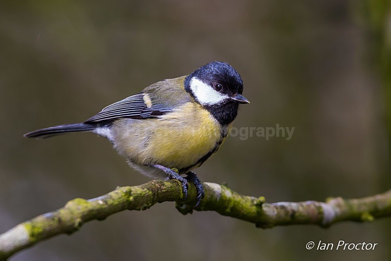 Great Tit (Parus major) perched on branch - Nature