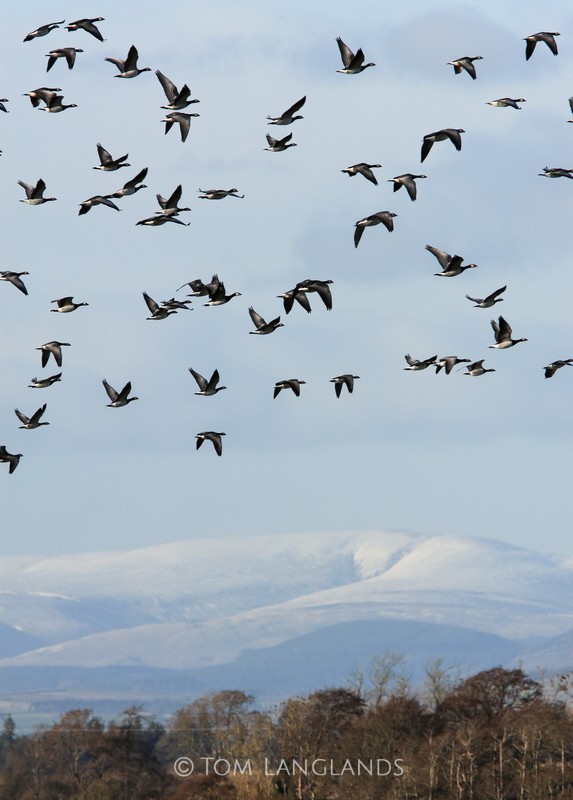Caerlaverock - Landscapes