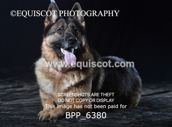 BPP_6380 - CARLA DOGS