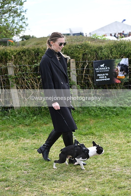 WJ5_0290 - Class 7 Best Terrier