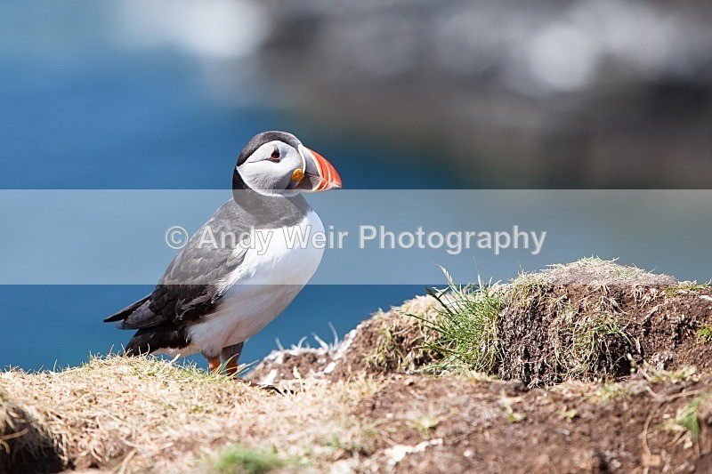 20120531-_MG_0011 - Puffin