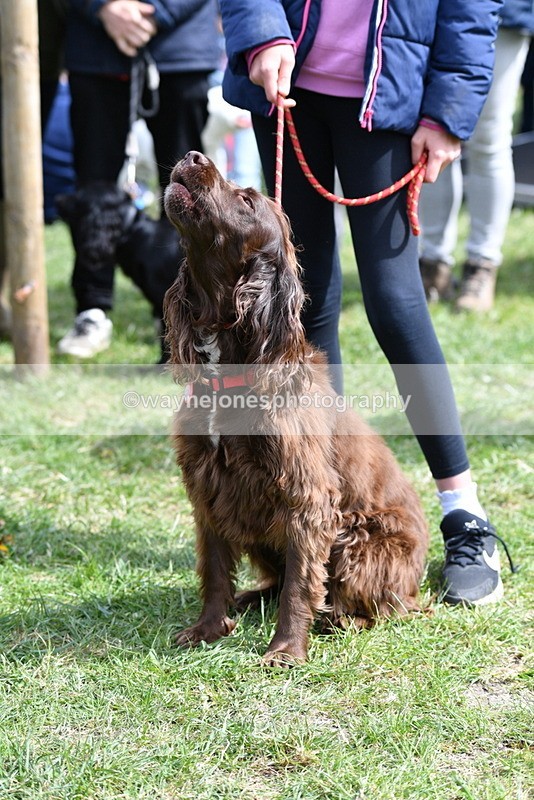 WJ5_9819 - Class 3 Most Handsome Dog