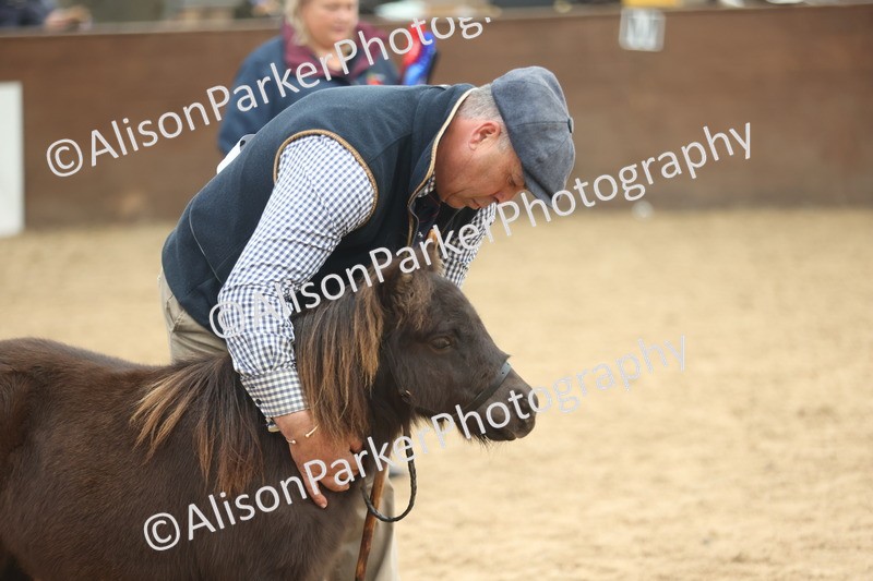 20251109-0194 - Class 10 - Yearling, Colt, Filly or Gelding